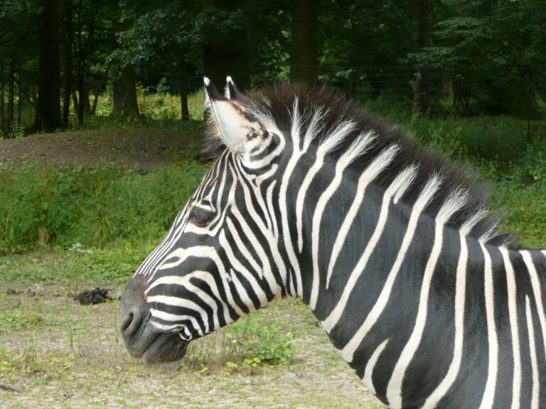 Parc zoologique du bois d'Attilly