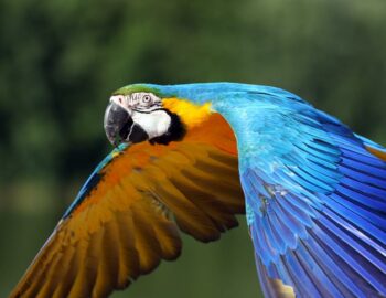 Parrot World - Crécy la Chapelle
