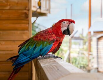 Parrot World - Crécy la Chapelle