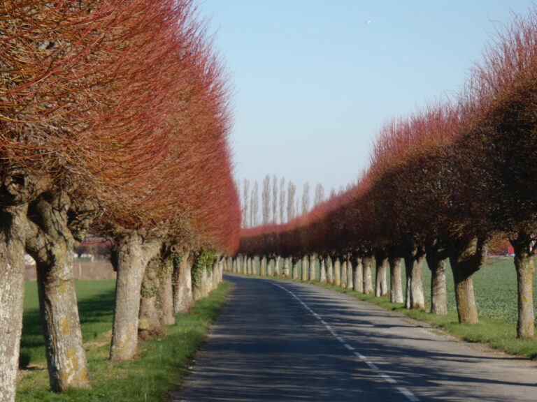 Le rideau de Tilleuls
