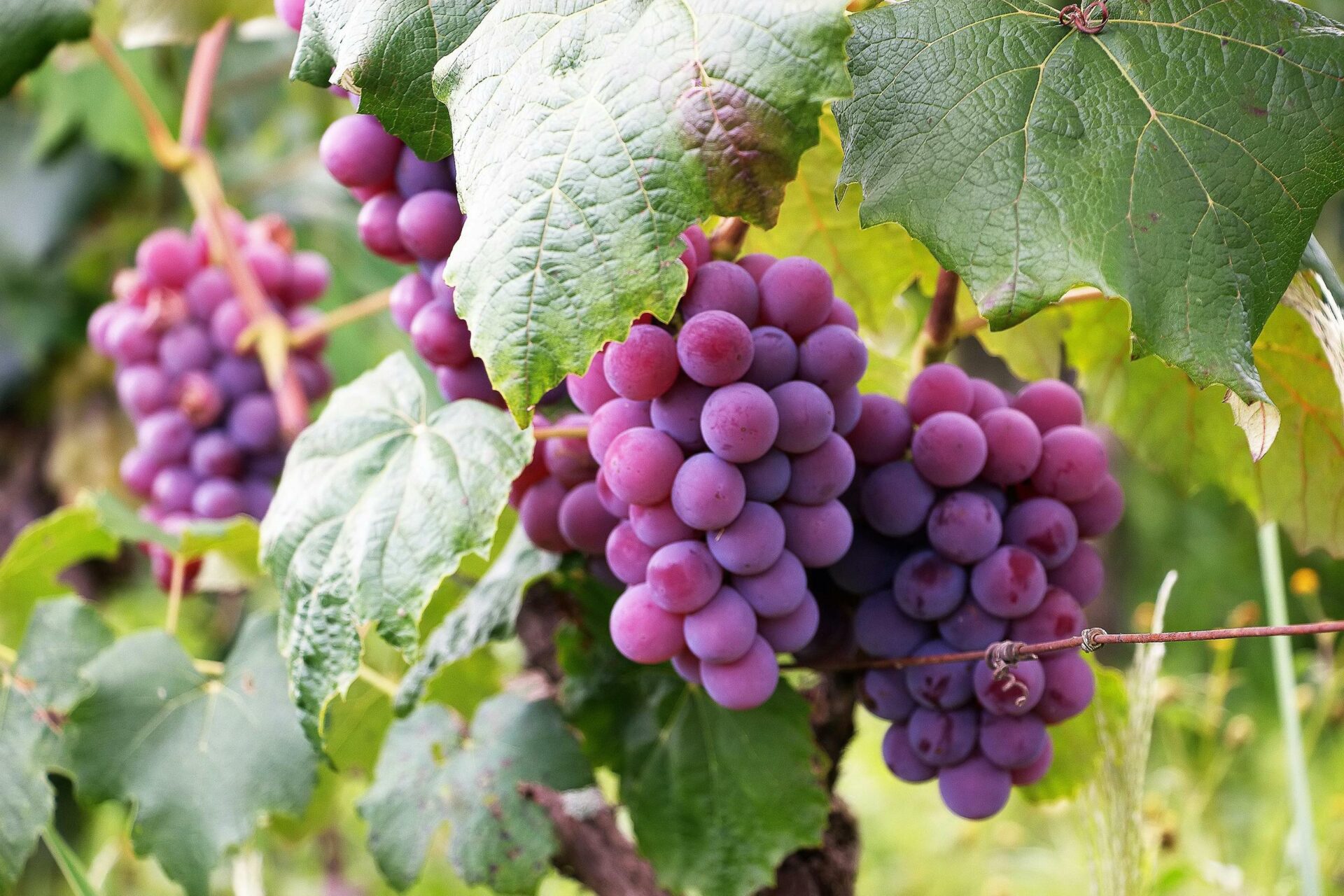 Association Les Compagnons des Vignes Des Coteaux Du Sol d’Yerres