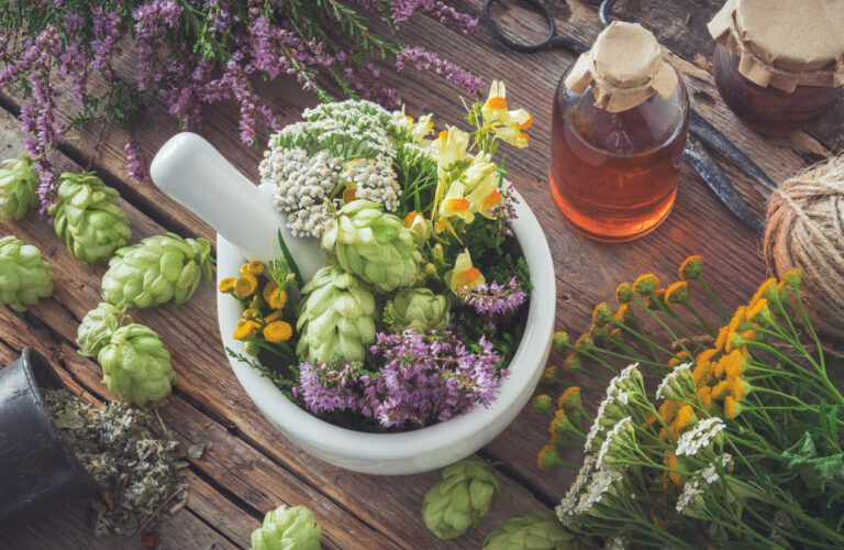 L’utilisation des plantes et la médecine au XVe siècle_Blandy