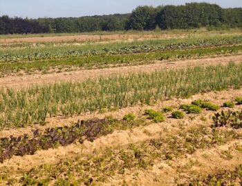 Les Paniers de Béranger_Maraichage Bio_Machault_77